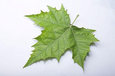 亚克系统将为Steam两款苍翼默示录更新回滚网络代码